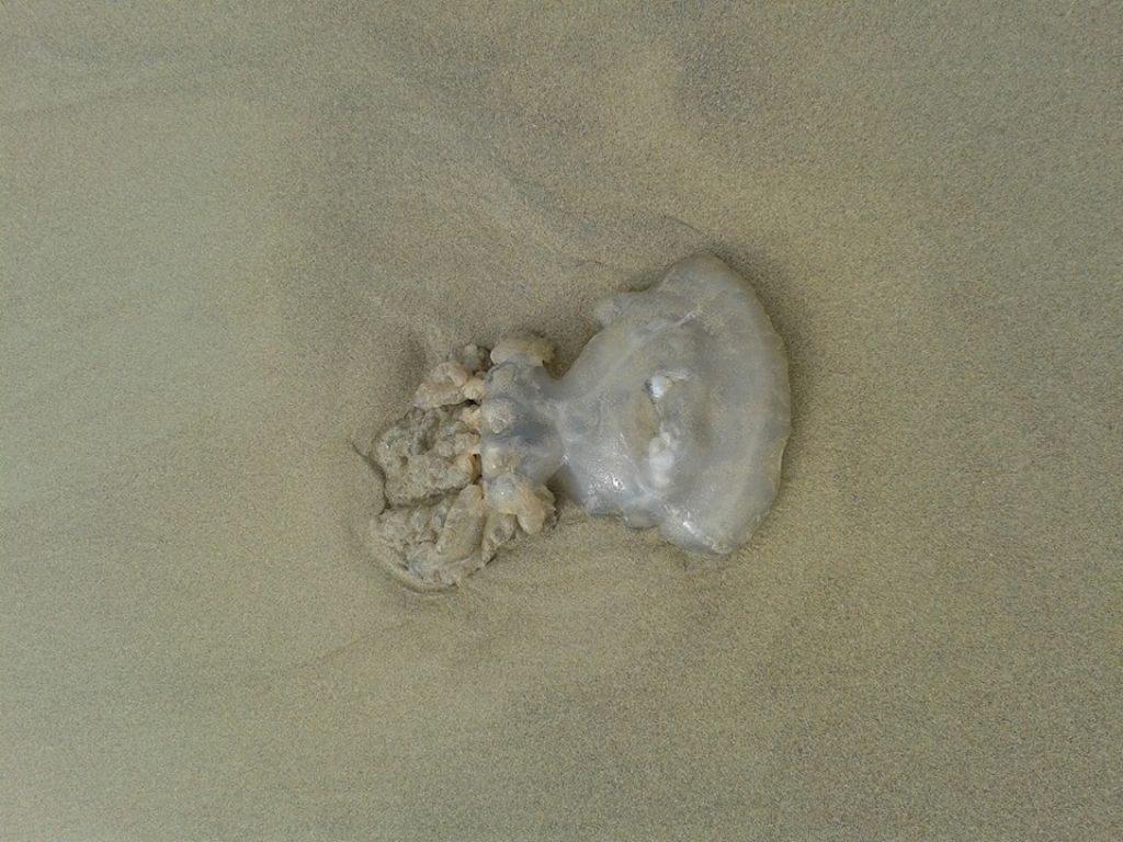 Meduse Chrysaora hysoscella e Rhizostoma pulmo spiaggiate